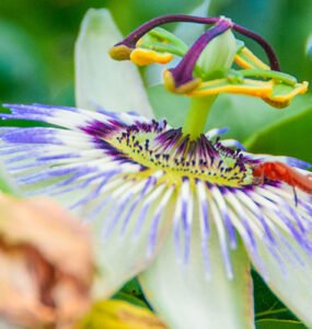 Close-up of a colourful flower with leaves in the background, representing the beauty of spring in Bodrum.