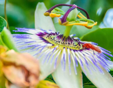 Close-up of a colourful flower with leaves in the background, representing the beauty of spring in Bodrum.
