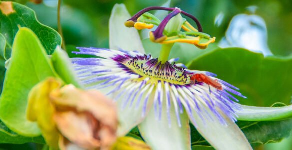 Close-up of a colourful flower with leaves in the background, representing the beauty of spring in Bodrum.