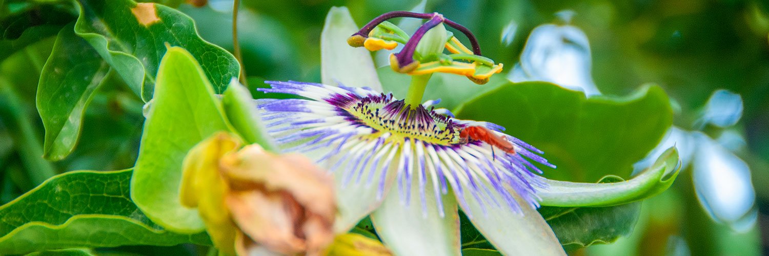 Close-up of a colourful flower with leaves in the background, representing the beauty of spring in Bodrum.