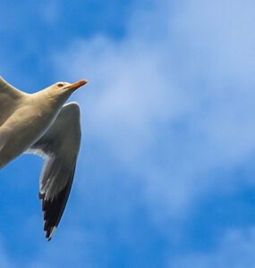 A seagull flying against the blue sky in the Aegean region.