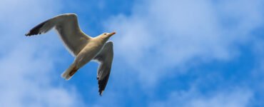 A seagull flying against the blue sky in the Aegean region.