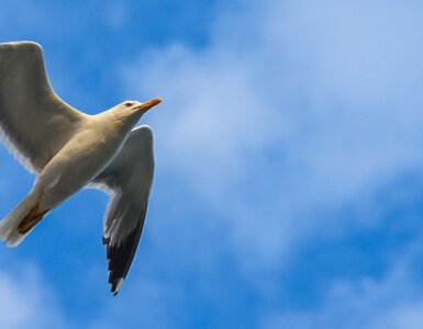 A seagull flying against the blue sky in the Aegean region.
