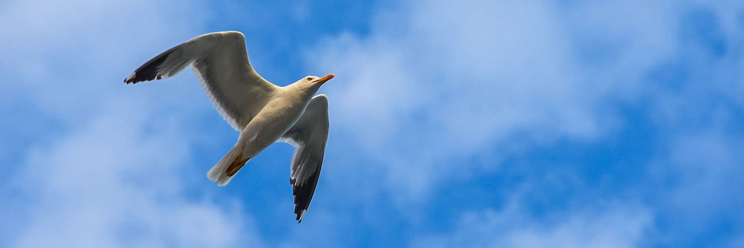 A seagull flying against the blue sky in the Aegean region.